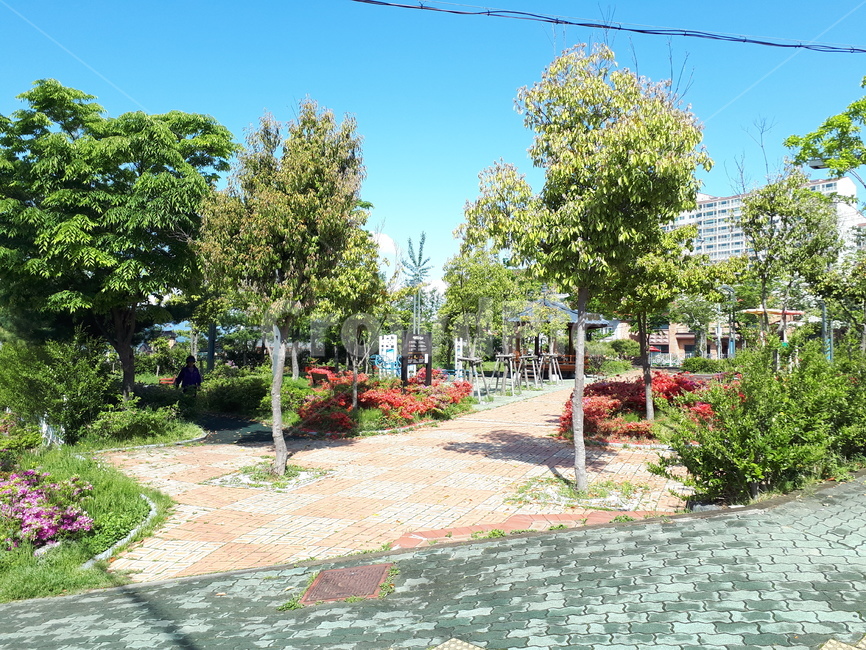 공원,맑음,맑은날,나무,park,clean,tree,spring,봄,푸름,초록,꽃,green,flower,나뭇잎,보도블럭,leaf