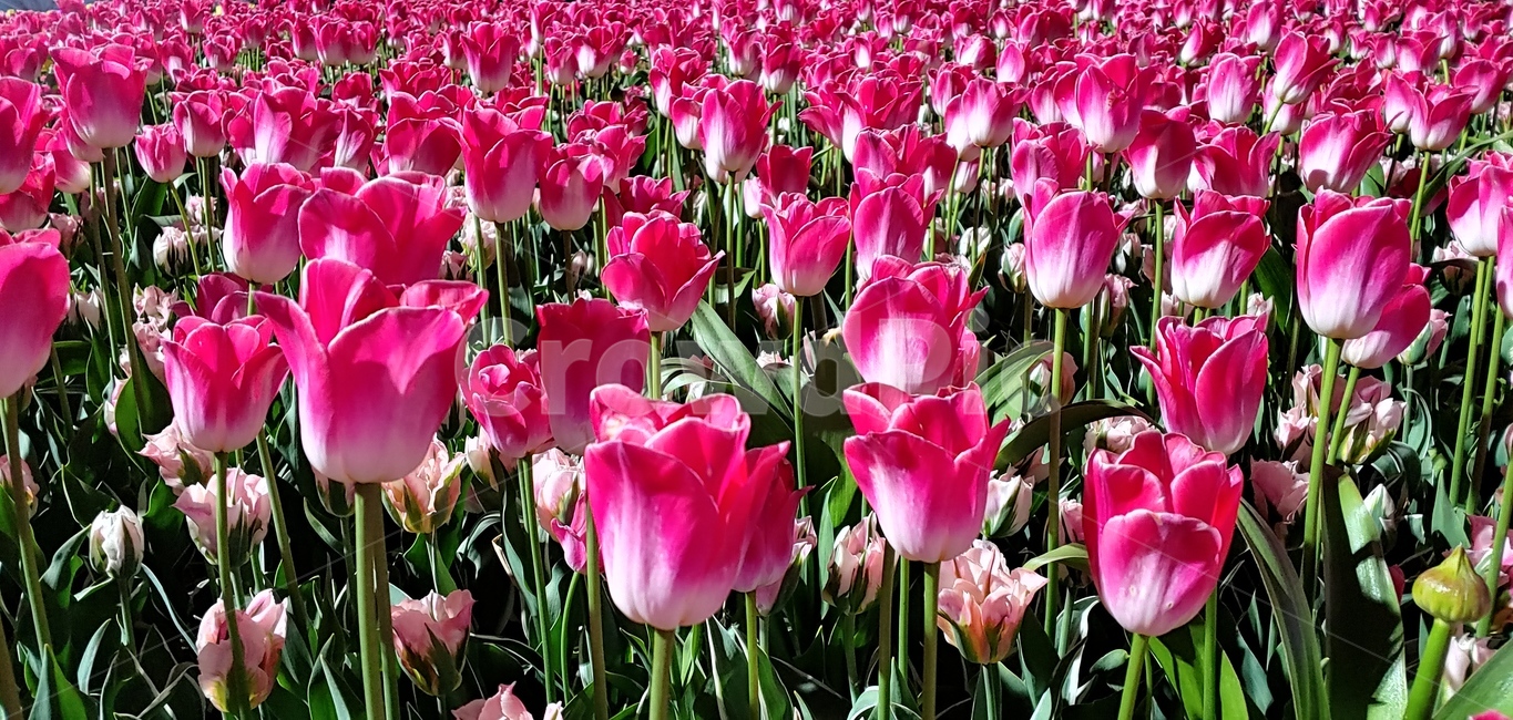 튤립,tulip,배경화면,배경,꽃,식물,plant,blossom,flower,꽃축제,축제