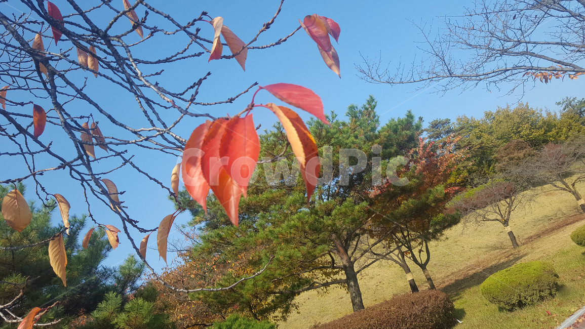 풍경,단풍,나뭇잎,앙상,공원
