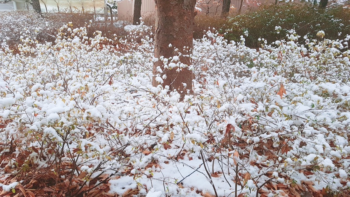 겨울,눈,나무,꽃,펑펑,겨울,계절,winter,season