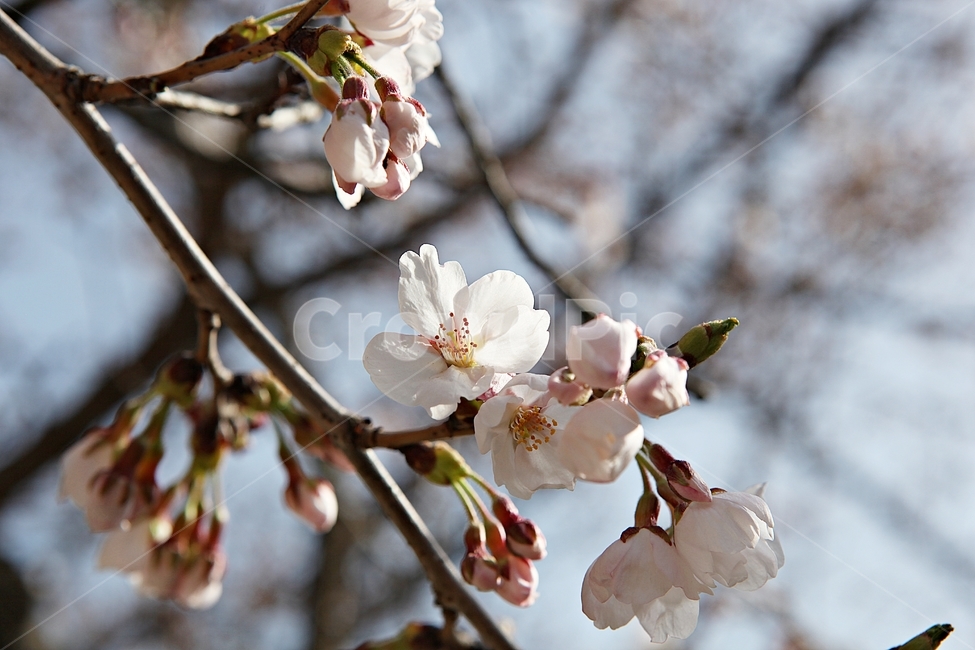 벅꽃,벗나무,벗꽃잎,봄꽃,꽃잎,식물,자연,공원,식물,자연,plants,nature,꽃,flower
