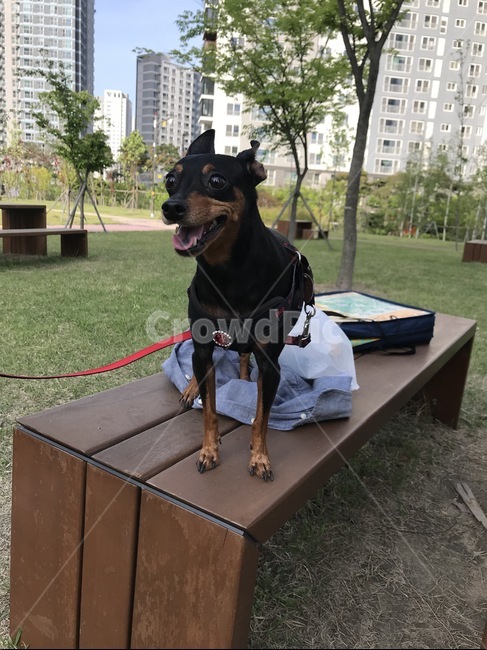 미니핀,반려견,공원산책,강아지,검은개