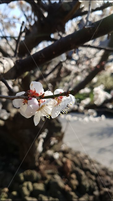 꽃,매화,봄,나무,자연,풍경,봄,계절,spring,season,식물,자연,plants,nature,꽃,flower,plant,blossom