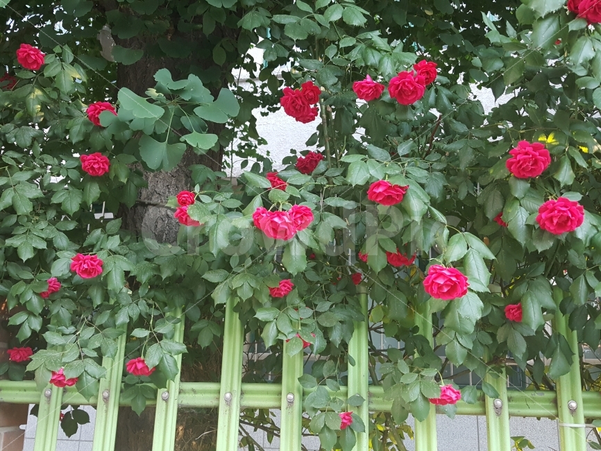 장미,장미꽃,빨간장미,로즈,꽃,식물,자연,plants,nature,꽃,flower