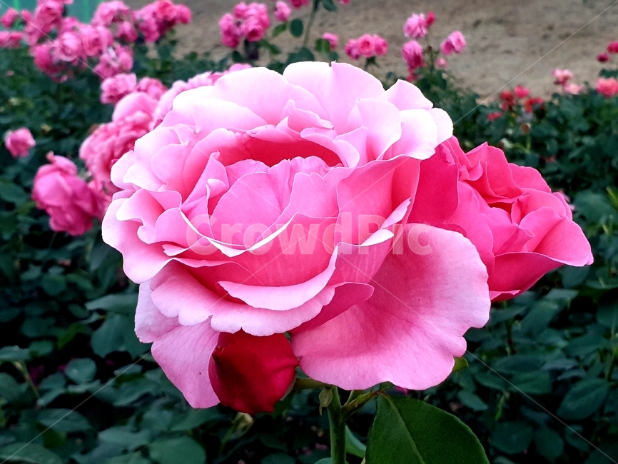 안양천,장미,장미꽃,꽃,분홍장미