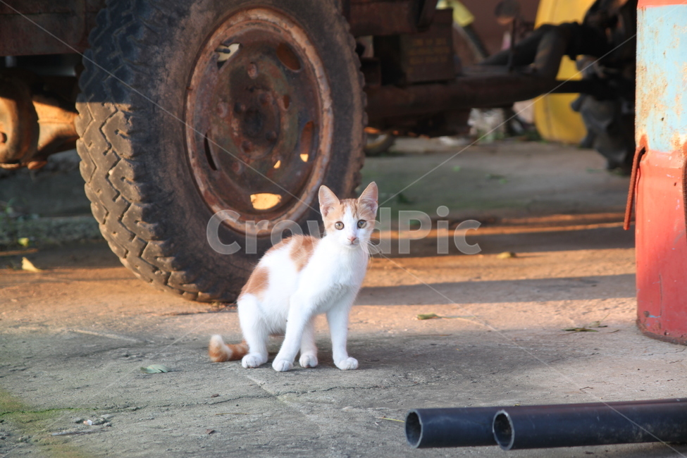 cat,동물,animal,포유류,고양이,노란무늬,길고양이,동물,animal,포유류,mammal,고양이,cat,kitten,kitty