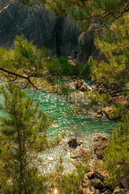 강원도,양양,하조대,나무,nature,자연,빛,소나무,바다,가을,자연,풍경,nature,landscape