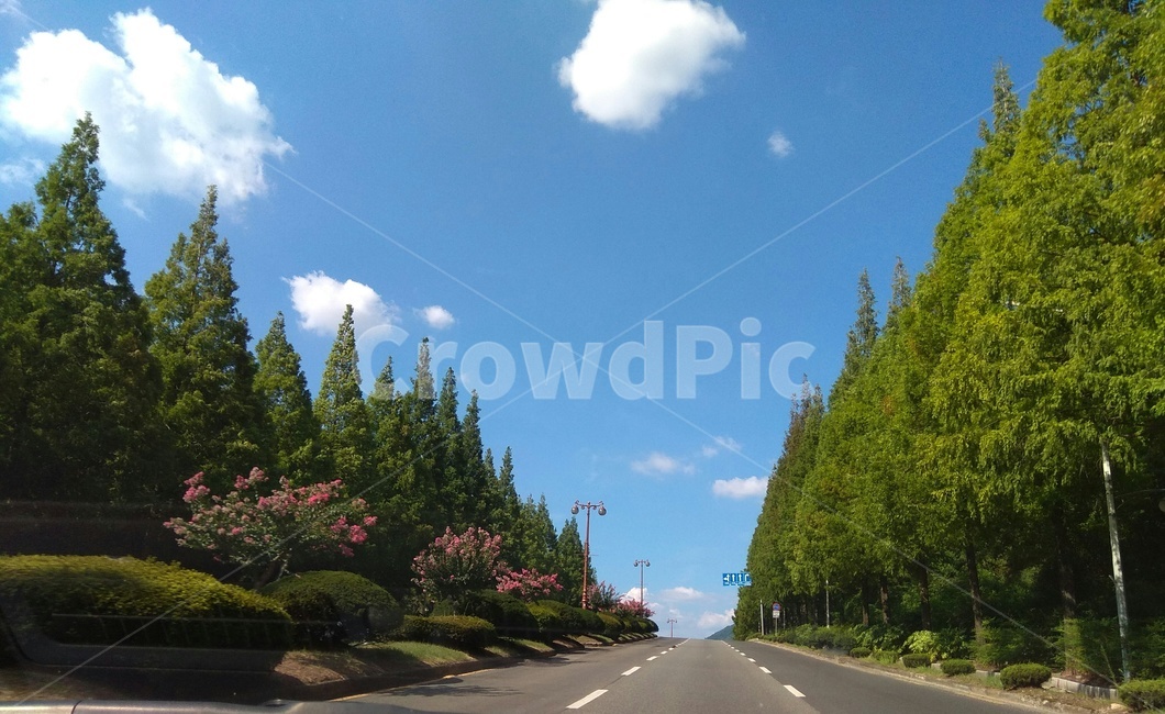 날씨,맑은하늘,나무,깨끗함,화창함,road,tree,고속도로,아스팔트
