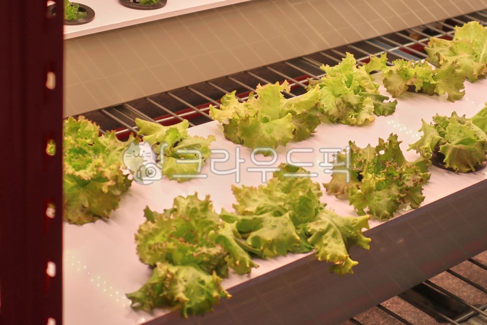 스마트팜,야채재배,식물재배기,지능형농장,채소재배,미래형농업,4차산업혁명,농업,농장,미래형농장,식물재배,스마트농장,상추,상추재배