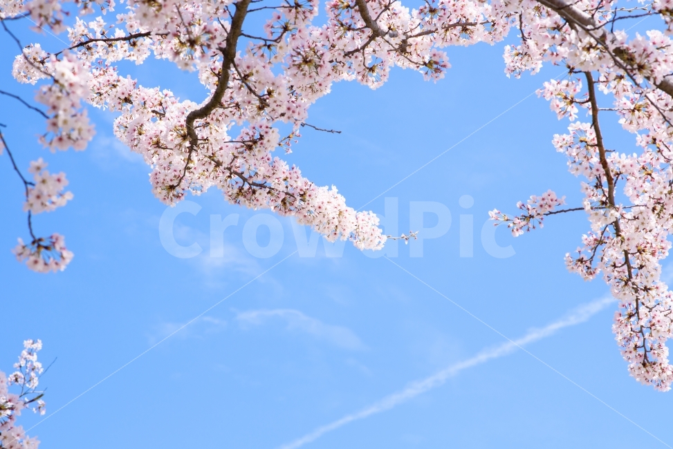 봄,벚꽃,꽃놀이,꽃,화사함,하늘,푸른하늘,파란하늘,식물,자연,plants,nature,봄,계절,spring,season,꽃,flower,plant,blossom