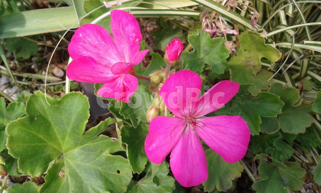 geranium,제라늄,flower,꽃,plant,식물,식물,자연,plants,nature