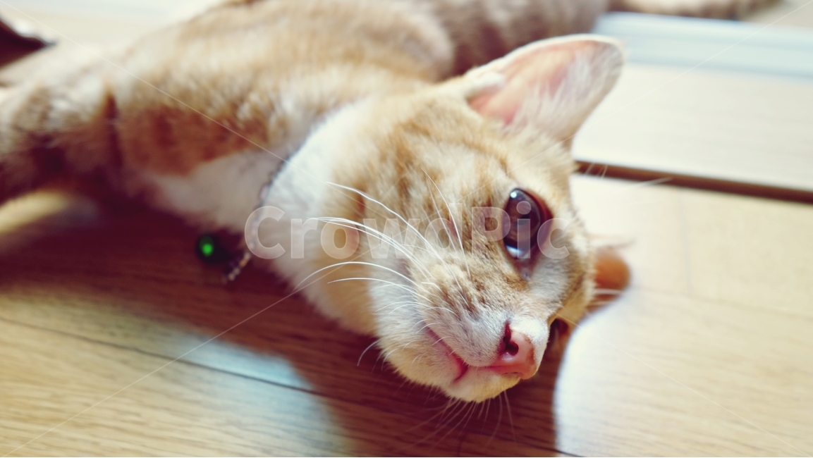 고양이,cat,동물,pet,고양이방울,동물,animal,포유류,mammal,고양이,cat,kitten,kitty