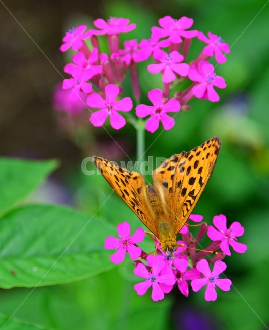 plant,식물,blossom,flower,꽃,leaf,잎,끈끈이대나물,호랑나비,동물,animal,곤충,벌레,insect,bug