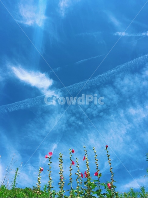 꽃,자연,하늘,sky,flower,감성,자연,풍경,nature,landscape,outdoors,옥외