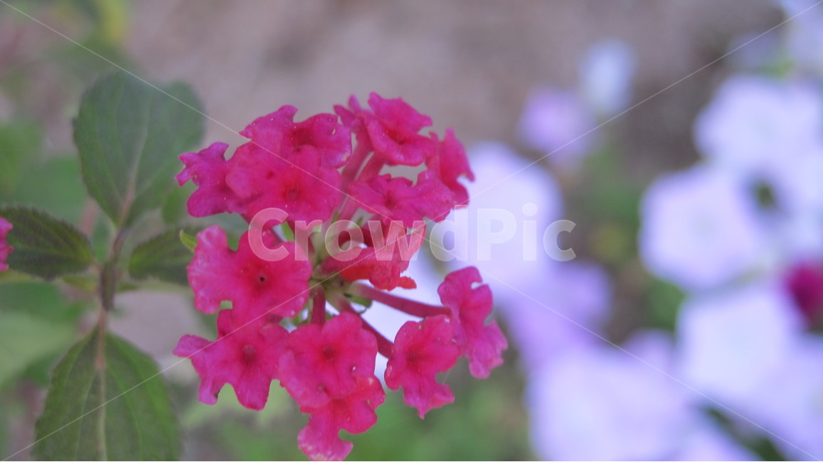 꽃,flowers,nature,자연,들꽃,식물,식물,자연,plants,nature,꽃,flower