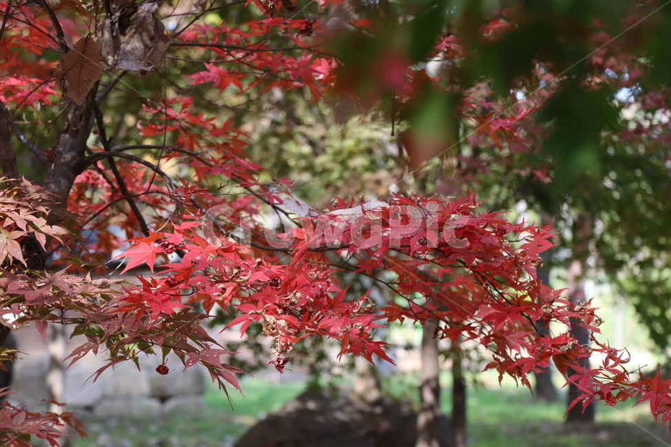 가을,단풍,나무,식물,autumn,fall,tree,plant,leaf,maple,가을,계절,fall,autumn,season
