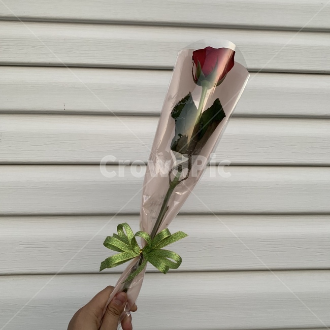 장미,꽃,선물,꽃다발,한송이