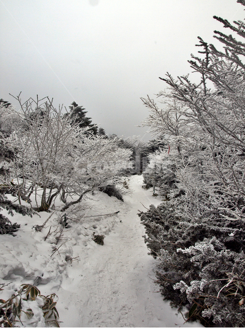 한라산,설화,눈꽃,눈,겨울,풍경,설원,설경,산,자연,제주도,겨울,계절,winter,season