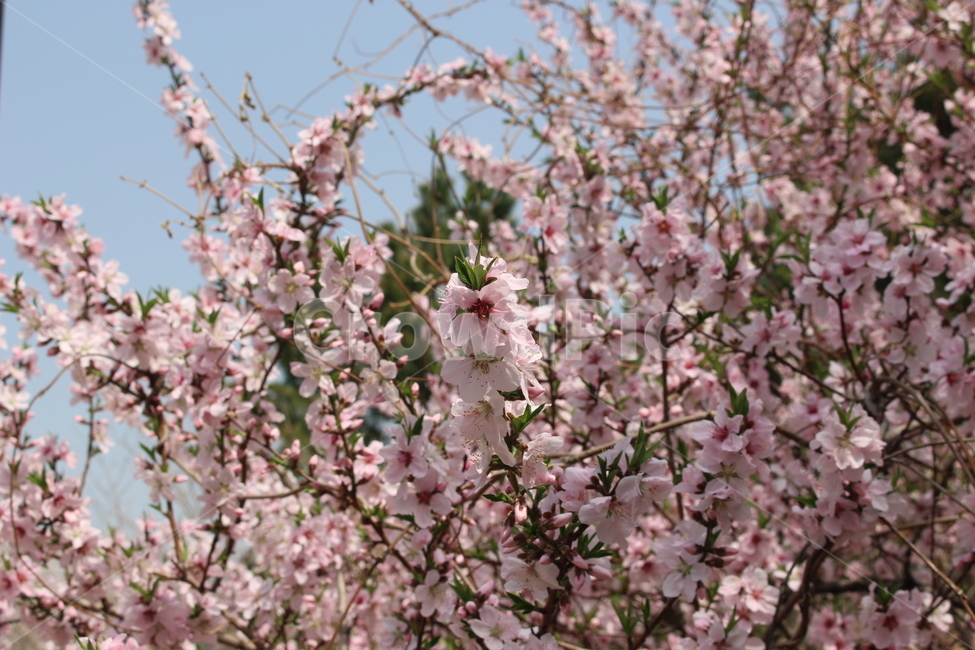 분홍,꽃,분홍꽃,매화,봄,봄,계절,spring,season,식물,자연,plants,nature,꽃,flower,plant,blossom