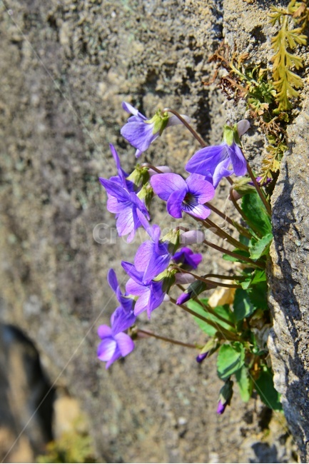 plant,식물,blossom,flower,꽃,고깔제비꽃,생태,야생화,식물,자연,plants,nature,꽃,flower