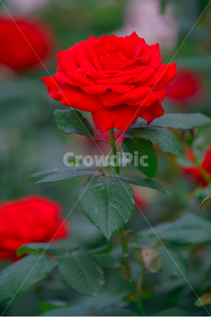 장미,5월의여왕,빨강,붉은장미,장미공원,대구,red,rose,roses,두류공원,이곡장미공원,꽃,봄,여름,식물,자연,plants,nature,꽃,flower