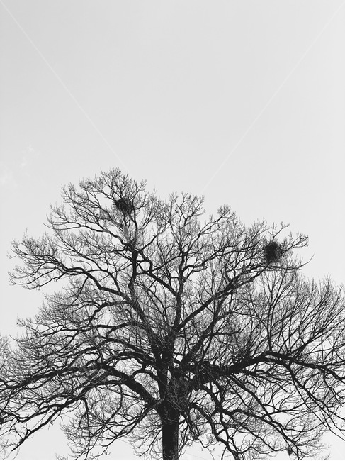 하늘,나무,둥지,tree,식물