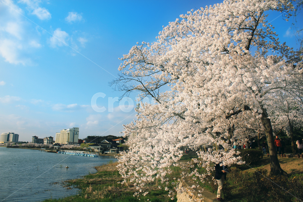 plant,식물,벚꽃,나무,flower