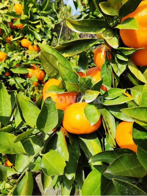 제주,귤,과일,주황색,식품,jeju,tangerine,fruit,orange,food,과일,열매,fruit