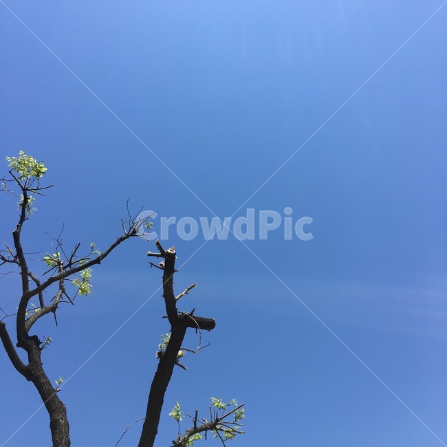 하늘,나무,풍경,자연,sky,tree,가을,natural