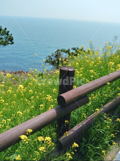 바다,난간,유채꽃,나무,꽃,울타리,제주도,handrail,banister,railing,식물,자연,plants,nature,꽃,flower