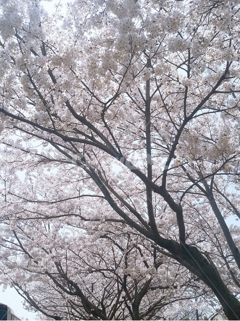 벚꽃,배경,하늘,꽃,따뜻,봄,계절,spring,season,자연,풍경,nature,landscape,plant,식물,flower,cherry blossom,blossom
