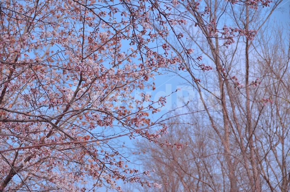 벚꽃,봄,나무,산책,나들이,자연,풍경,nature,landscape,봄,계절,spring,season,plant,식물,tree