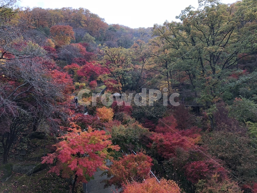 단풍,단풍숲,단풍놀이,화담숲,풍경,가을풍경,가을,계절,fall,autumn,season,tree,나무,plant,식물,leaf,잎,maple