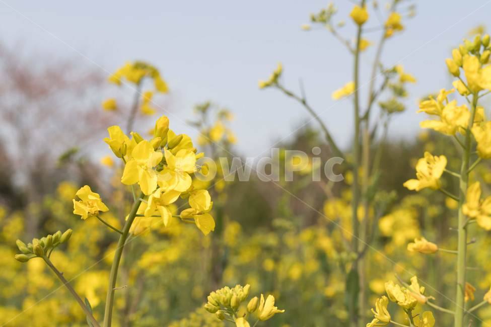 봄,유채꽃,제주도,유채,노란색,봄,계절,spring,season,식물,자연,plants,nature,꽃,flower