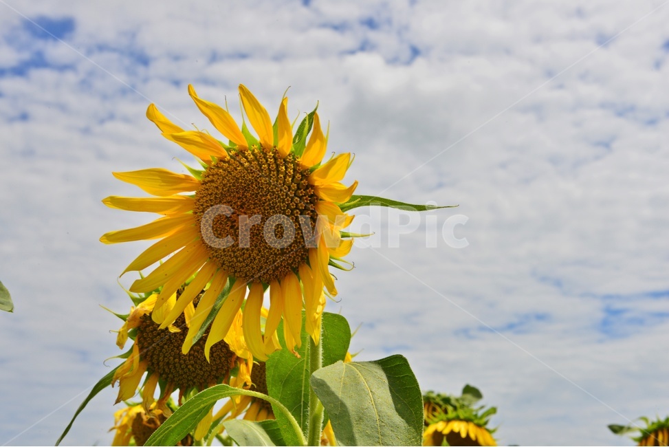 plant,식물,flower,blossom,꽃,해바라기,해바라기꽃,하늘,구름,흐림,식물,자연,plants,nature,꽃,flower