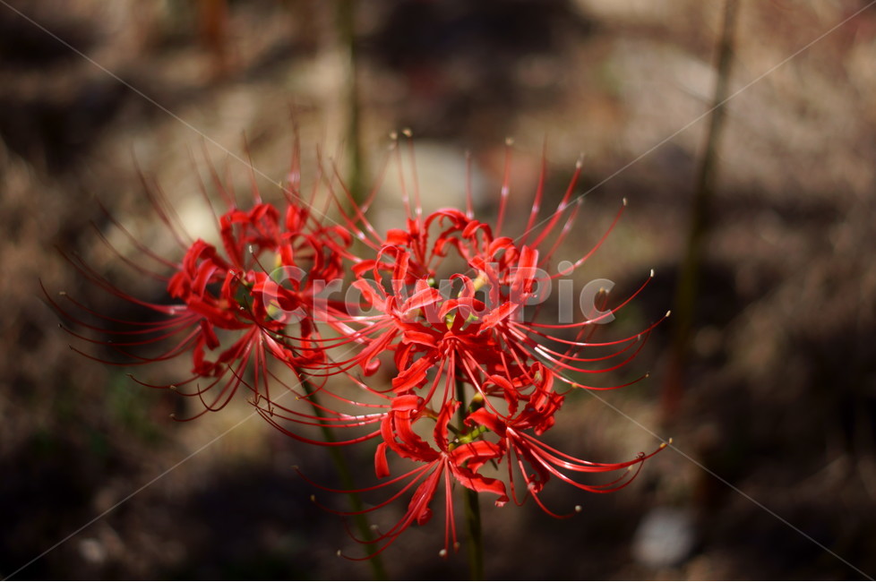 상사화,꽃,가을꽃,자연,식물,식물,자연,plants,nature,꽃,flower
