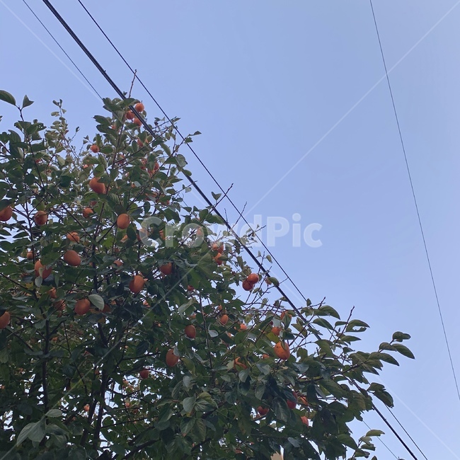 감나무,하늘,가을,식물,plant