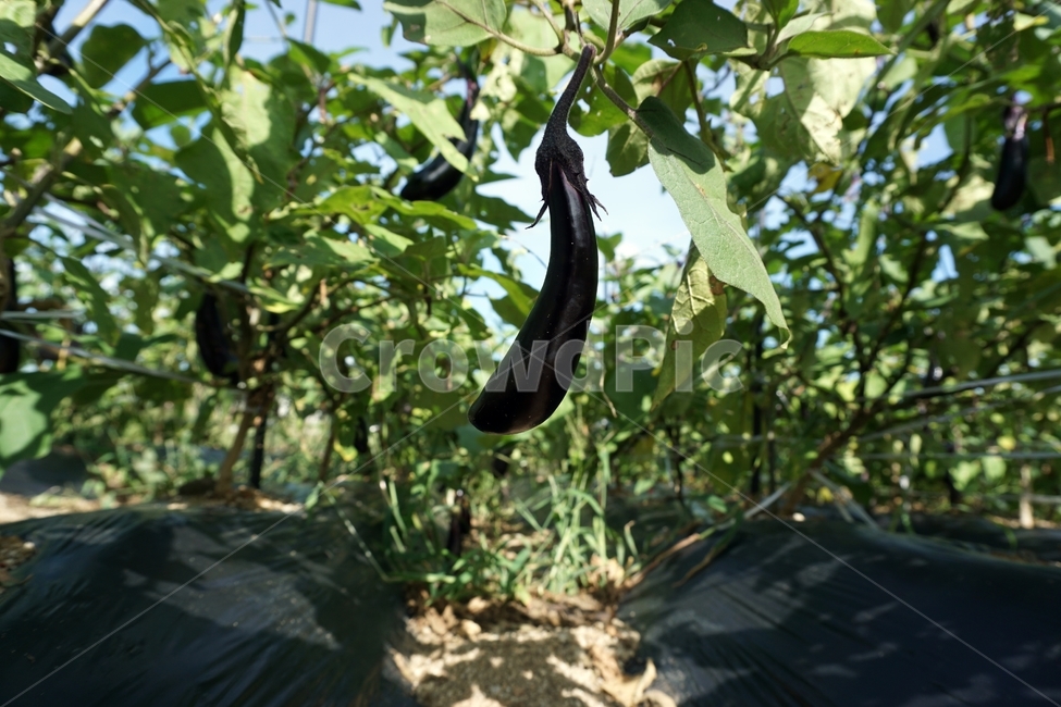 밭,가지밭,가지,열매,농사,eggplant,가을,근접,산업,industry,industrial,농업,농사,agriculture,farming,farming industry
