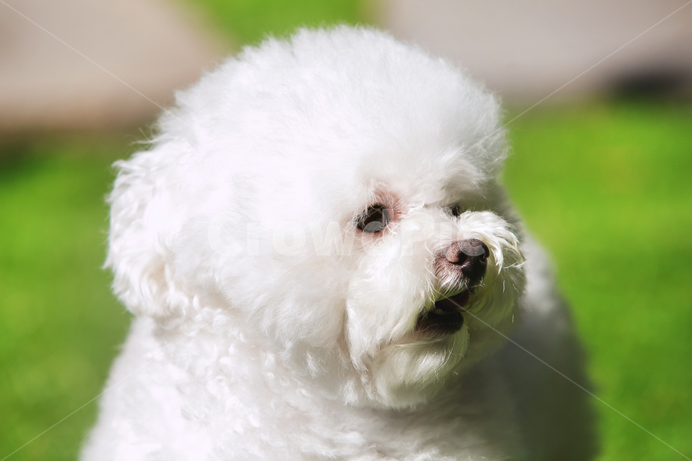 dog,개,animal,동물,pet,애완동물,푸들,토이푸들,반려견,동물,animal,포유류,mammal,개,강아지,dog,doggy