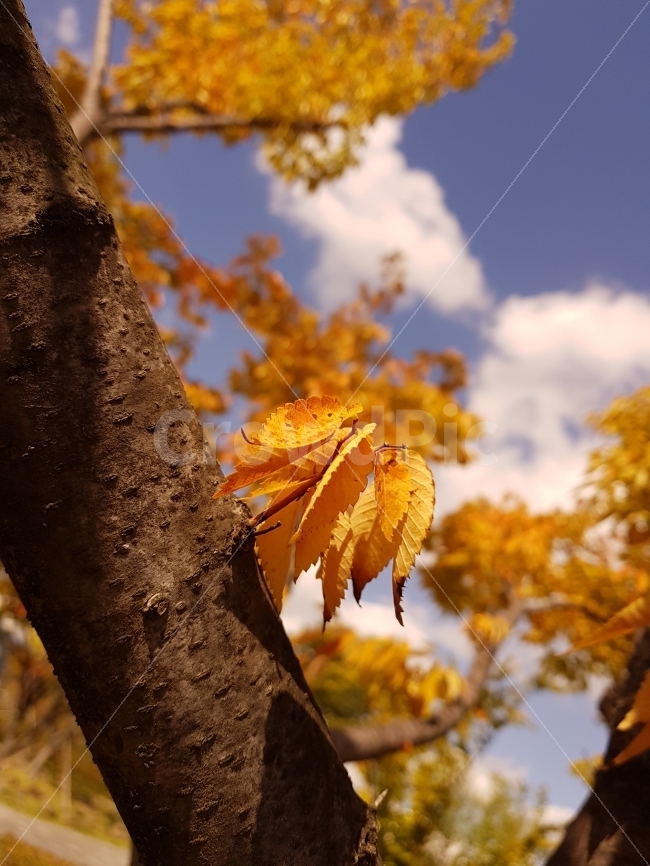 자연,단풍,가을,풍경,감성,나무,노랑,가을,계절,fall,autumn,season,식물,자연,plants,nature,감성,sensible,feeling,plant,leaf,잎,tree