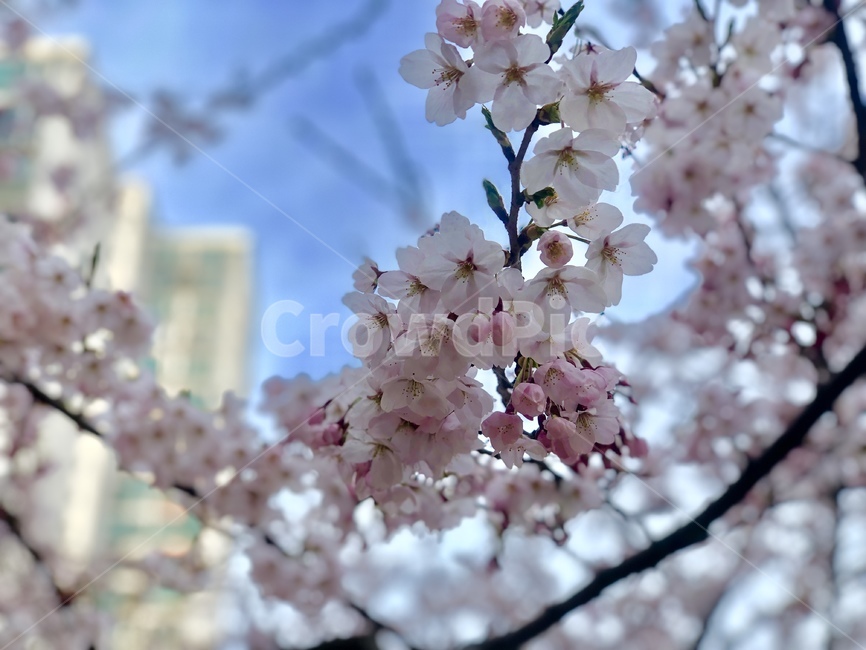 봄,벚꽃,따뜻한,공원,식물,cherryblossoms,park,spring