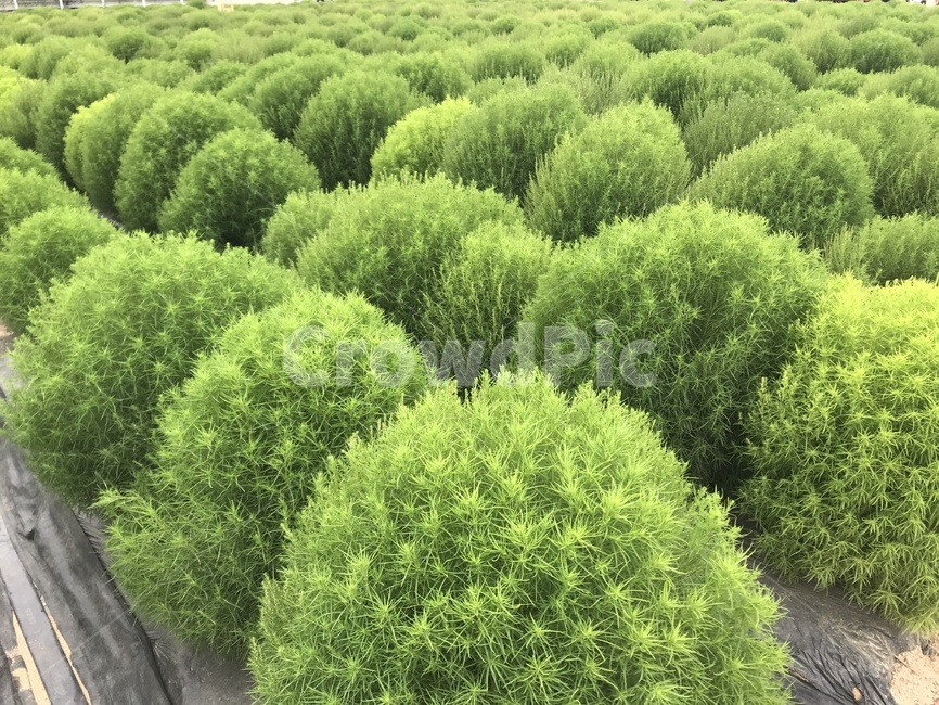 초록색,초록풀,초록잔디,꽃축제,조경,식물,자연,plants,nature