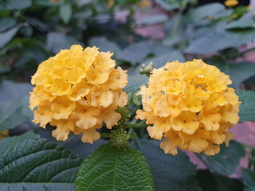 허브,칠변화,노란꽃,열대지역,만곡하다,란타나,식물,자연,plants,nature,꽃,flower