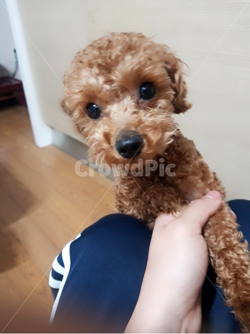 강아지,애완견,스피츠,웰시코기,토이푸들,집에서키우는