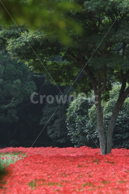 자연,식물,꽃,꽃무릇,감성사진,풍경,자연,풍경,nature,landscape,식물,plants,나무,trees,wood,plant