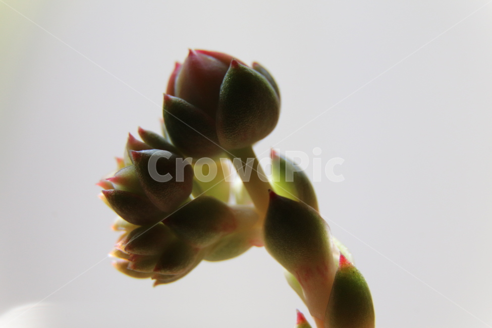 다육이,꽃,plant,식물,blossom,파비올라