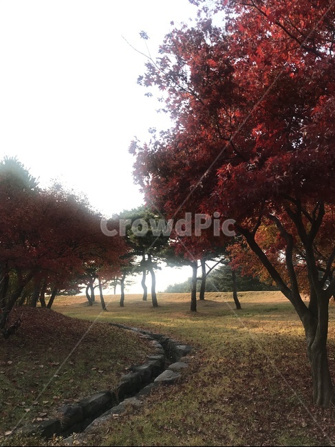 나무,tree,단풍,단풍나무,단풍잎,가을,계절,fall,autumn,season