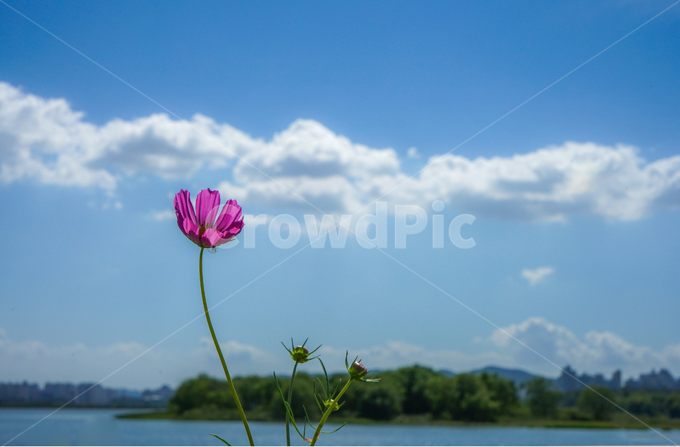 감성,코스모스,꽃,가을,하늘,구름,자연,풍경,nature,landscape,식물,plants,꽃,flower,outdoors,옥외,plant