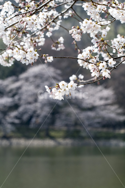 꽃,벚꽃,연못,호수,벚나무,봄,봄꽃,봄,계절,spring,season,자연,풍경,nature,landscape,plant,식물,flower,blossom