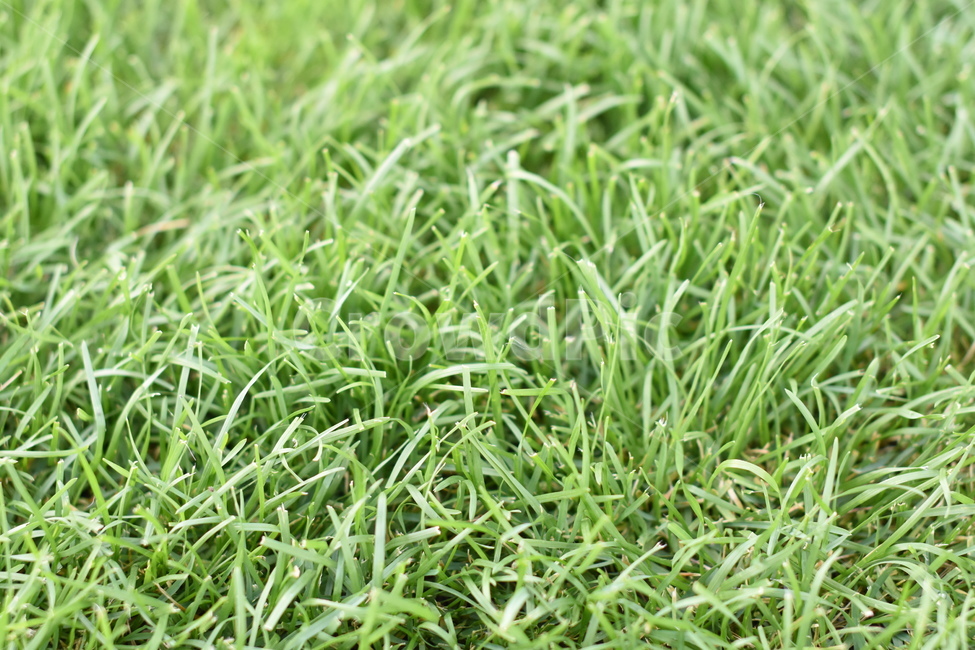 grass,녹색,잔디,그린,green,잔디밭